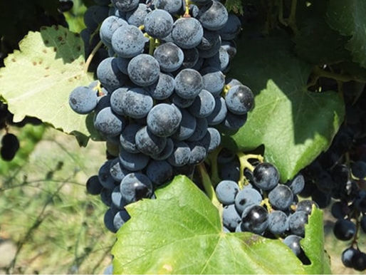 F - 149 : Turkish Wines