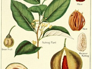 A - 11 : Nutmeg