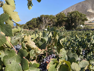 E - 38 : Greek Wines from the South (2)