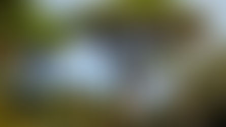 J - 133 : Romans loved Chestnut Trees