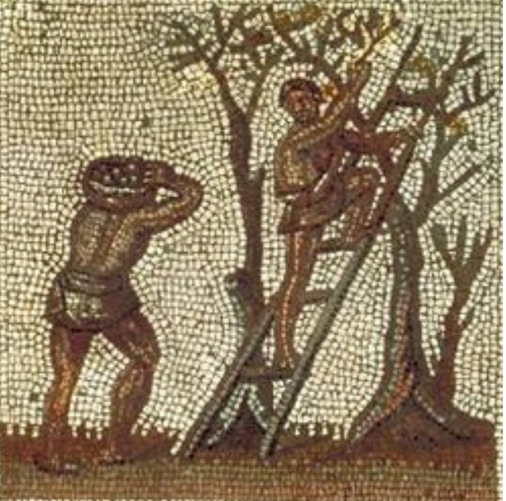 B 26 The Fruit that gave us the Word for Oil