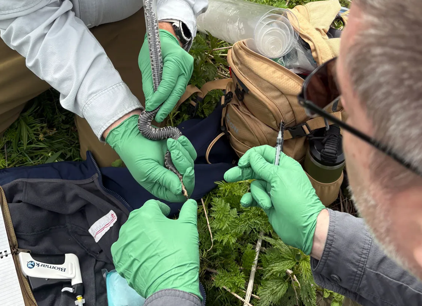 Co-Director Adam Austin and Dr. Eric Hileman, researcher from West Virginia University, collecting a blood sample from an EMR before releasing back to the habitat during a 2025 survey.