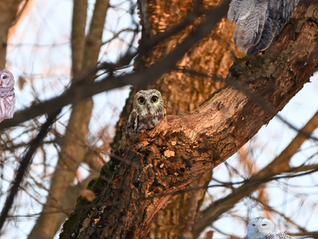 Who Forgot to Bring the Owls to the Prowl?!