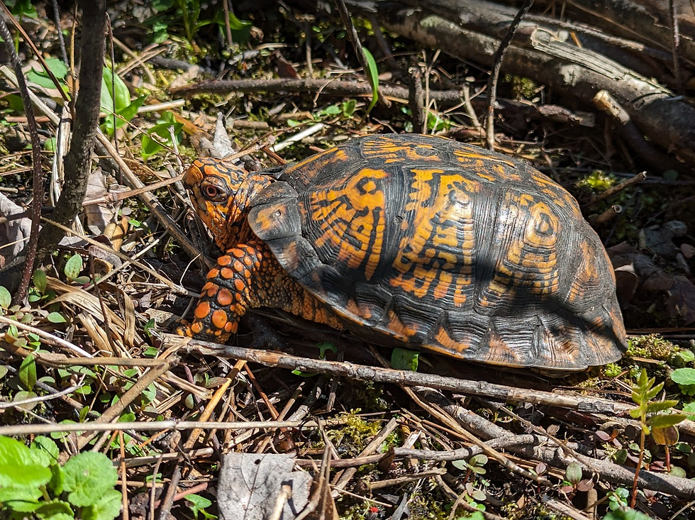 An especially handsome Eastern Box Turtle found during one of our surveys. Box turtles are also threatened in Michigan, and often co-exist in the same types of habitat as EMRs.