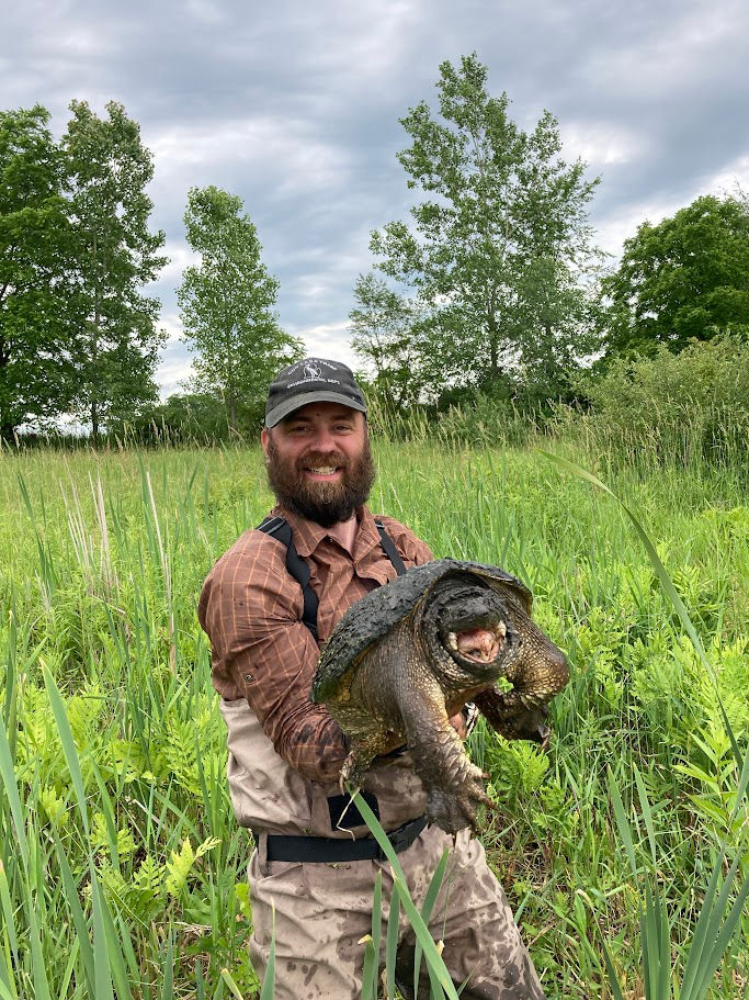 Moving one of our big friends who was a little too close to our electroshocking backpack while sampling a wetland. Lift snapping turtles like a spatula lifting a pancake - one hand flat underneath their belly to lift, and the other hand on their tail to keep them stable. Never lift a turtle by the tail!