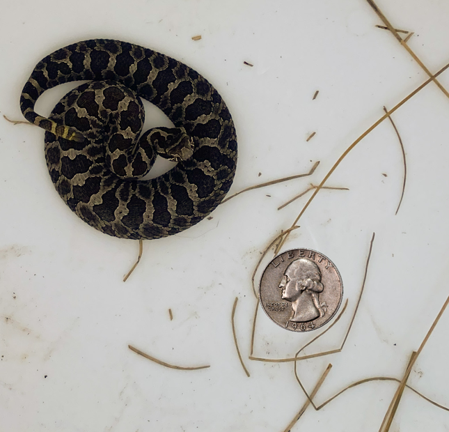 A young rattlesnake curled up in a bucket