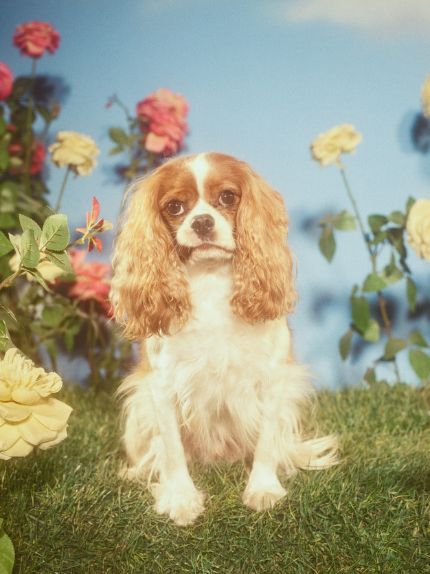 Wallpaper Petra Collins Gucci For Android Free