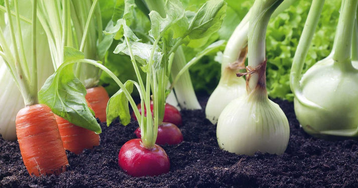 Top 3 de vegetales para sembrar en septiembre en tu huerto casero