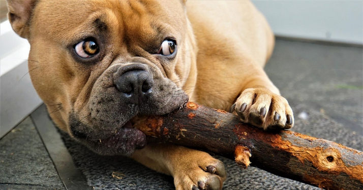 ¿Qué alimentos no se le puede dar a un perro?