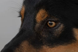 nix engenho