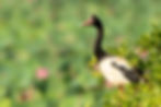 Magpie Goose