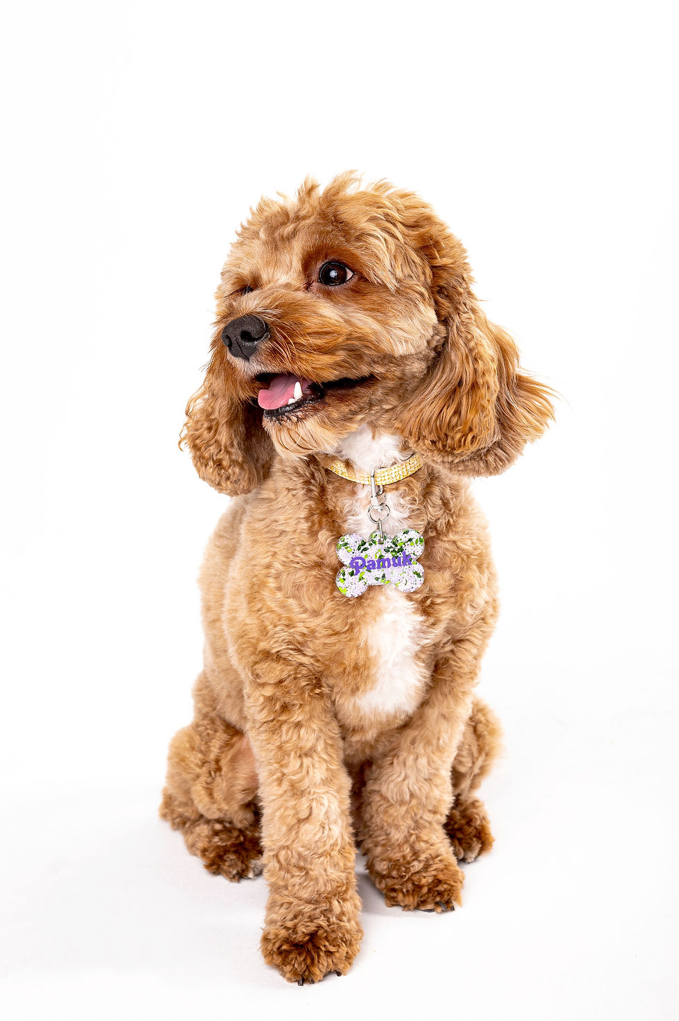 High angle view of a pet carrier with an Innovtag NFC tag visible