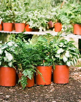 Plants in Greenhouse 