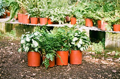Plants in Greenhouse