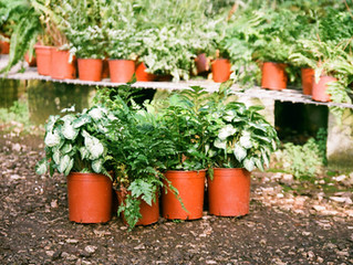 19 May - Bag a bargain at the Plant Sale