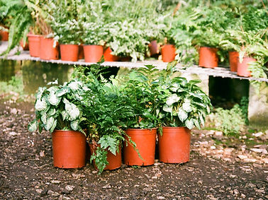 Potted Plants