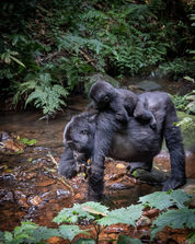 Gorilla mother and baby Uganda Bwindi.jpeg