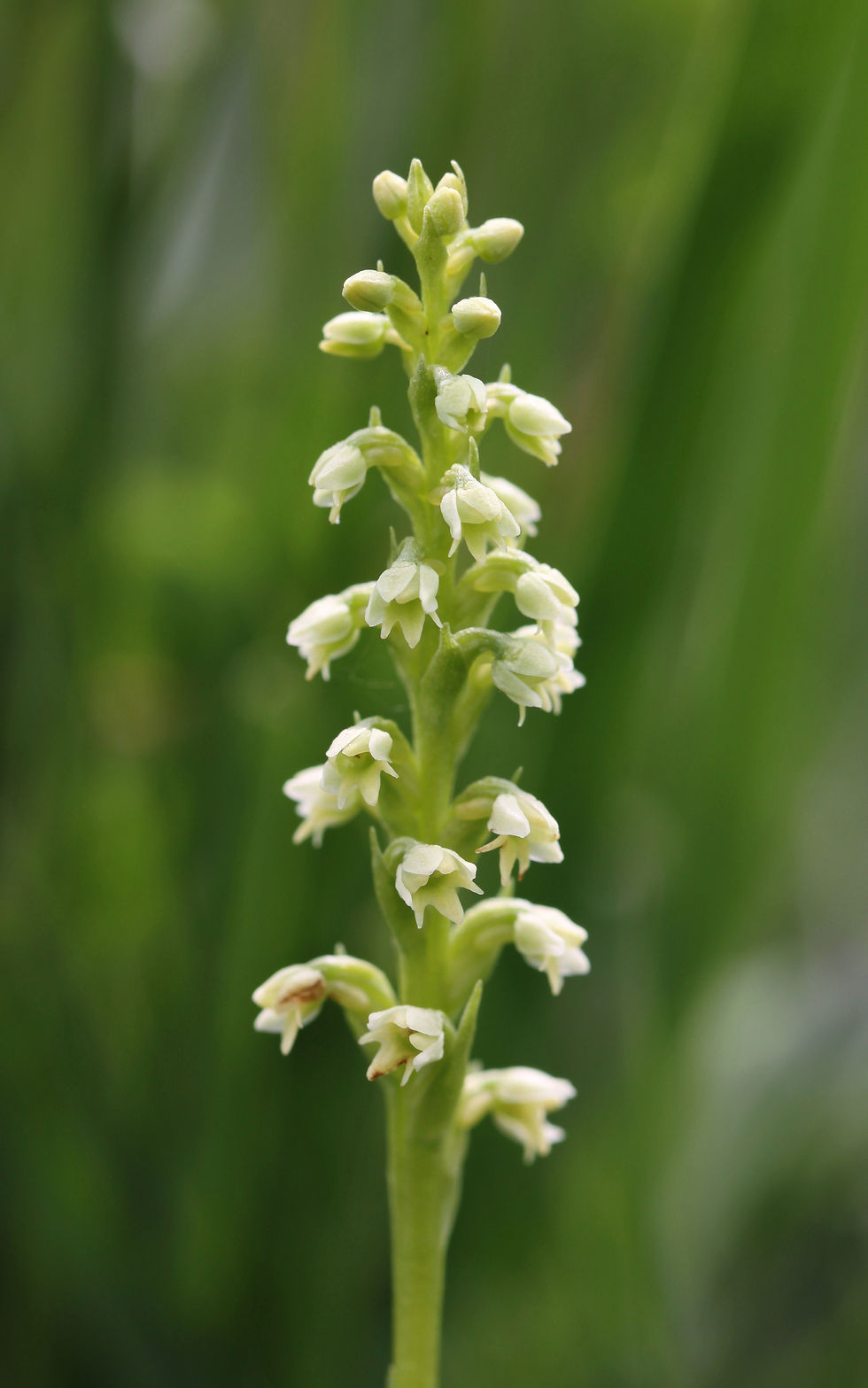 Small-White Orchid