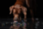 DSC04239_Orig