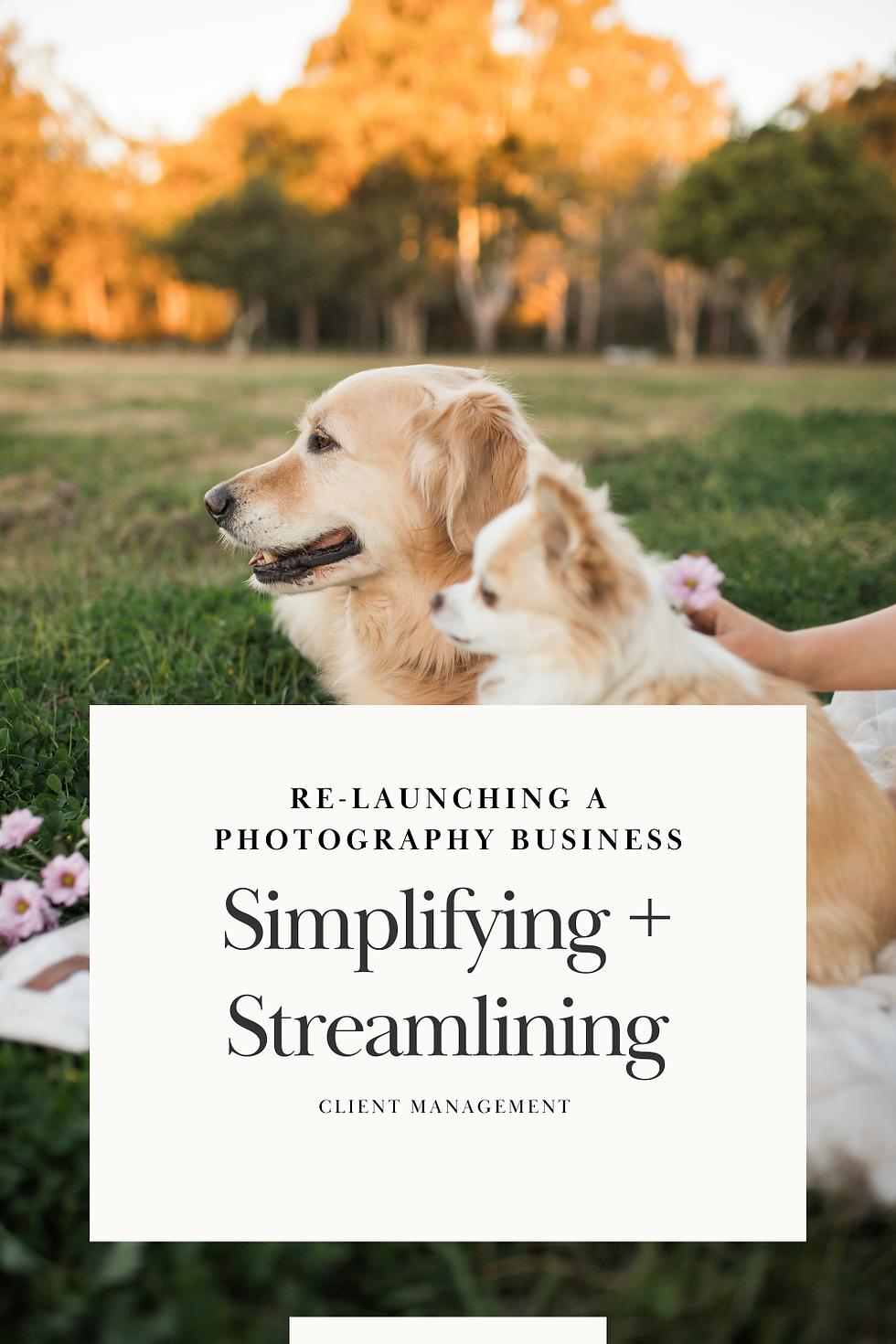 Working outdoors with two dogs on a picnic blanket, enjoying a peaceful and productive moment.
