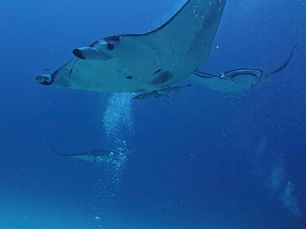 2026.3/17求愛マンタ求めて