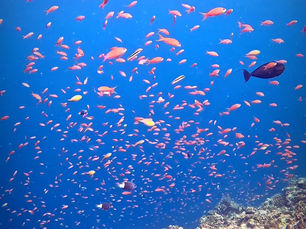 2025.7/17 石垣北部遠征 2日目 アデヤッコにアカネハナゴイ乱舞