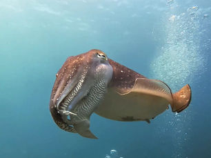 2025.5/14まだまだマンタ絶好調!