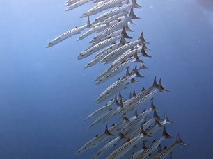 2025.2/25 ヨナラマンタとオキゴンドウ