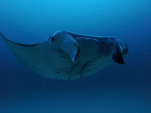 2025.11/22絶好調ヨナラはいつまで?