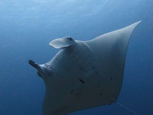 2026.4/19 パナリでマンタ、トカキンで回遊魚