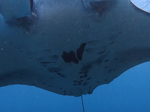 2026.4/20 川平マンタ4枚、名蔵の回遊魚、竹富で広がるコブシメと珊瑚の世界