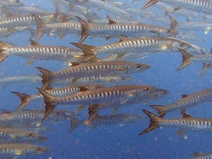 2024.6/29 444本記念！ワイドからマクロまで