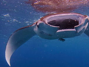 2026.3/13大時化の中マンタへ