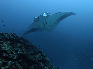 2026.1/11 西表・鹿ノ川遠征、砂地に舞うマンタ