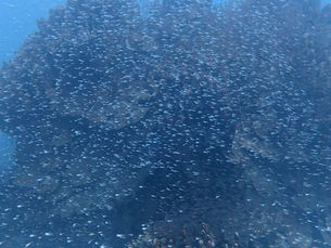 2026.6/17 キラキラの小魚たち、癒しの一日