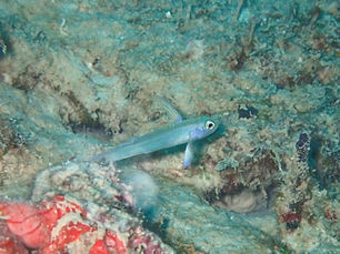 2025.8/11 モエギハゼに会いに