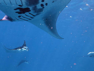 2026.3.11 ヨナラから黒島、水面マンタの群れ