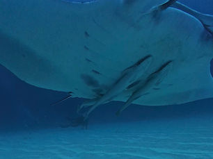 2025.12/31年末ラストダイブ