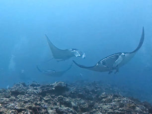 2025.3/13 ヨナラ求愛、大潮初日