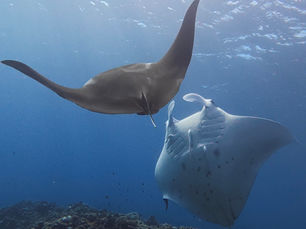 2026.1/12 パナリのマンタと、竹富のマクロ時間