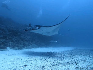 2026.3/18 曽根の群れとヨナラのマンタトレイン