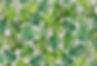 Monstera.jpg