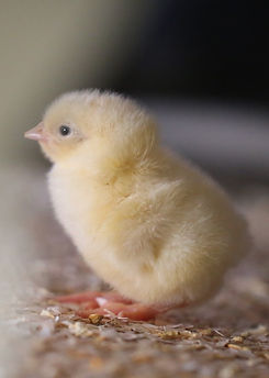 chick%20-%201_edited.jpg