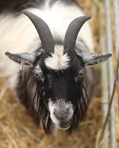 goat%20-%201_edited.jpg