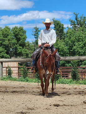 Major bridled up 2024_edited.jpg
