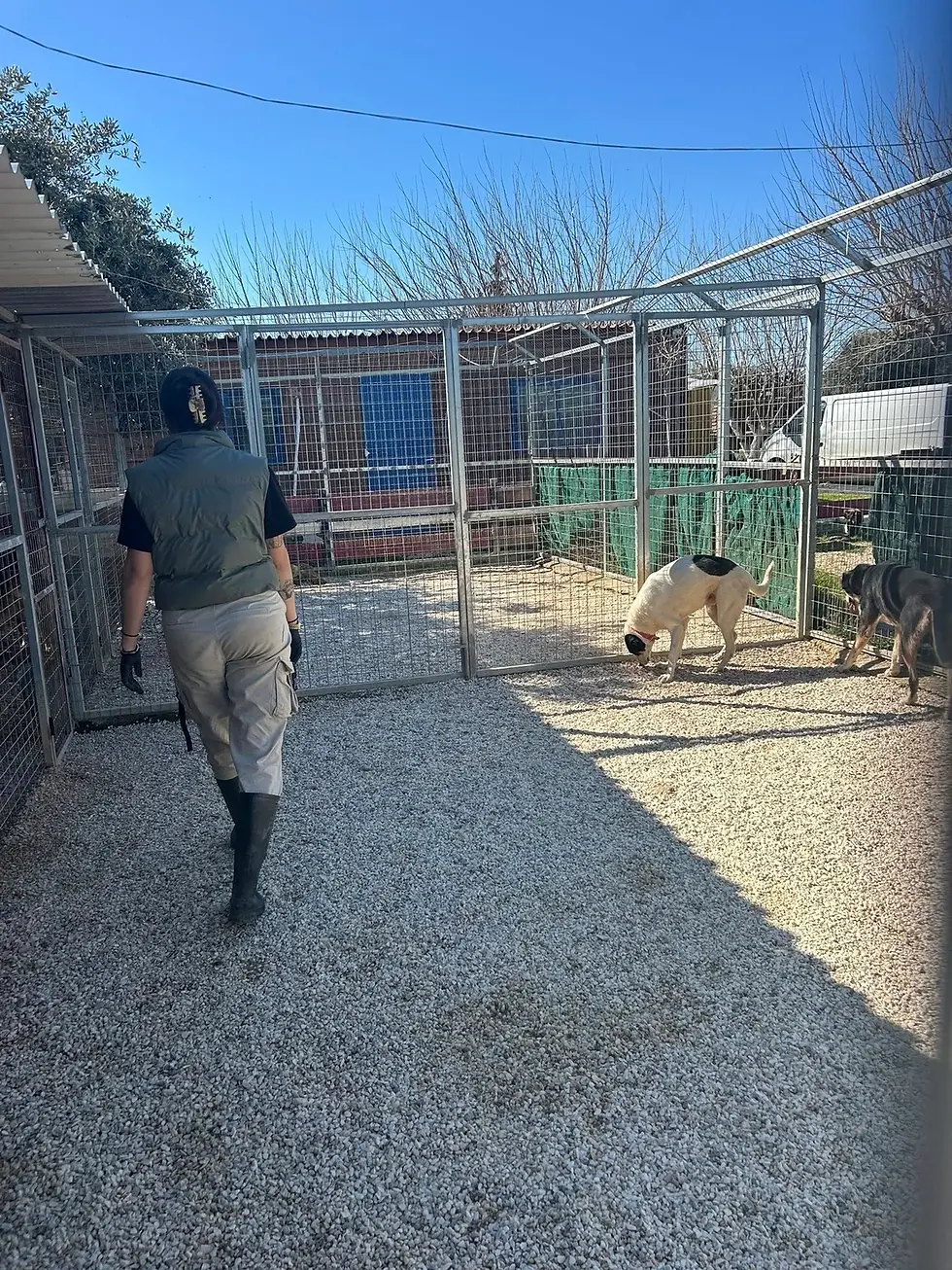 Μεγαλη διαμάχη γύρω από την διαχείριση των αδέσποτων ζώων στο Παλαιό Φάληρο