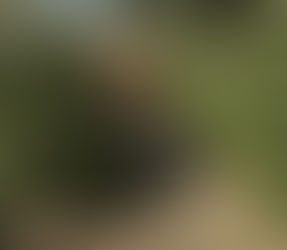 Πόσο κοστίζει φέτος ένα χριστουγεννιάτικο δέντρο;