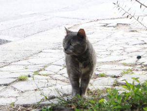 Οδηγός για τη Στείρωση Αδέσποτων Γατών Νέας Σμύρνης: Όλα όσα πρέπει να γνωρίζετε