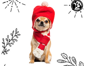 13-15/12: Φιλοζωικό μπαζάρ στον «ΓΑΛΑΞΙΑ»