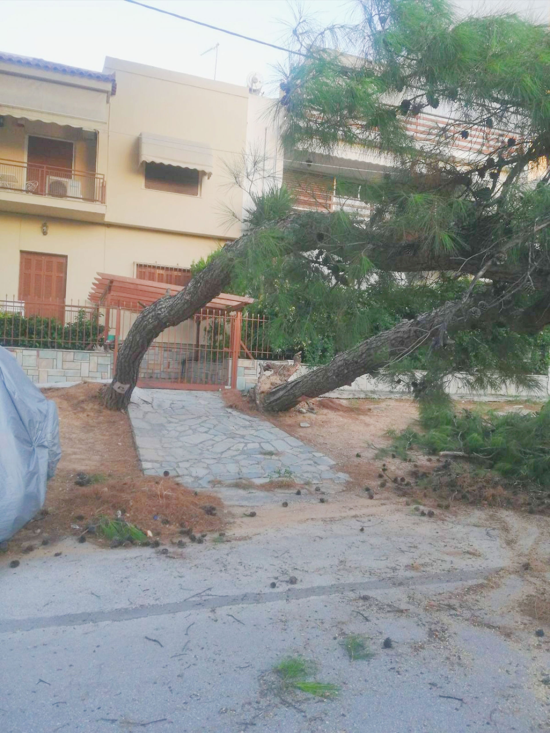Δημότης νιώθει απειλή από δέντρο έξω από το σπίτι του